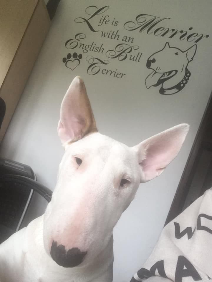 Life Is Merrier With An English Bull Terrier - Wall Sticker